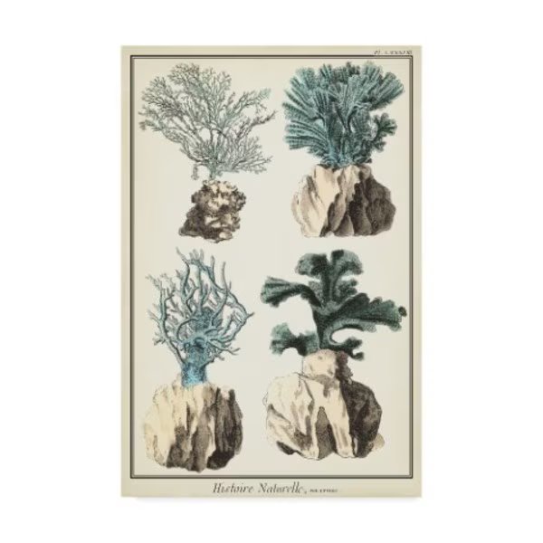 Vision Studio 'Coral Species Iii' Canvas Art, 22x32, Trademark Fine Art, Mfr#: WAG02524-C2232GG